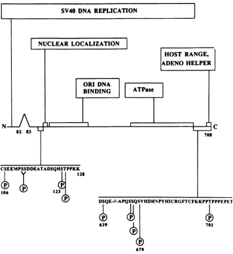TABLE 1. Oligonucleotide-directed mutagenesis of the SV40 early region