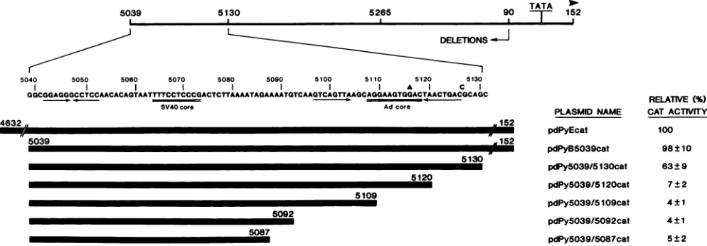 FIG. 3.as those Structure and activity of 3' unidirectional deletion mutants of pdPyB5039cat