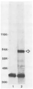 FIG. 3.anti-gp85;(13)rabbitElDi,1, and Reactivity in ELISA of monoclonal antibodies F-2-1 and monospecific rabbit anti-gp85 (R24), affinity-purified anti-V- preimmune rabbit antibody