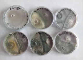 Figure 4: Colony growth in control plates of Sclerotium rolfsii  after 96 hrs of incubation shows the whole area of a petri plate  is  rapidly  covered  with  mycelium,  including  aerial  hyphae  which may cover the lid of the plate 