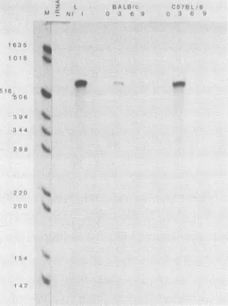FIG. 4.uninducedcellsquantitatedlevelevaluatednucleiBALB/crelativeL27' Relative rate of transcription of the IFN genes in isolated from induced splenocytes