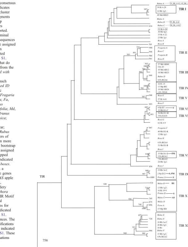 Fig. 4 Majority-rule consensus of 1,000 bootstrap replicates of a neighbor-joining cluster of Rosaceae RGA fragments (amino acid)