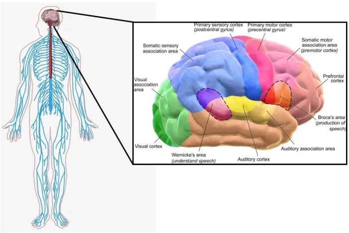 Figure 3. 2 Analogy of the SOM concept [45, 46]. 