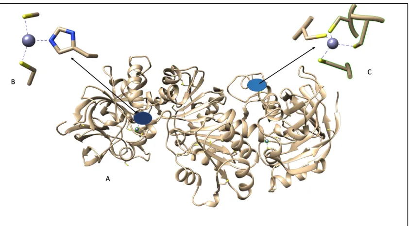 Figure 1.3.2 GSNOR crystal structure showing the 40kDa subunits. (A) the enzyme structure showing the four zinc atoms