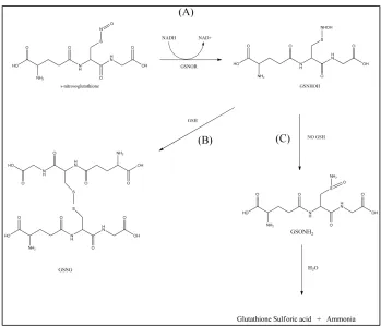 Figure 1.3.3 Reaction scheme showing how GSNOR works. (A) shows the process by which the substrate 