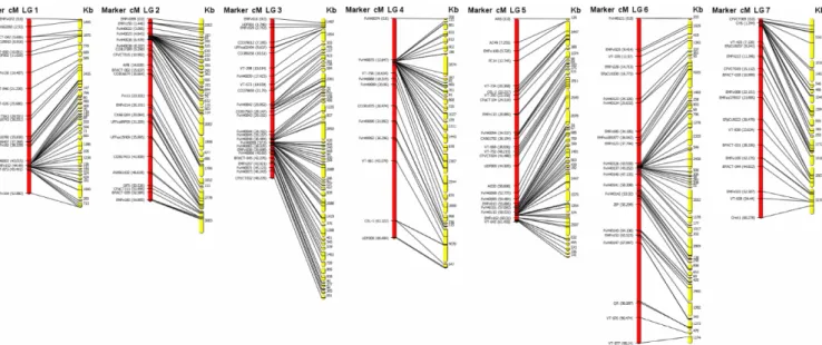 Figure 4. The seven pseudochromosomes (yellow) of the Fragaria vesca ‘Hawaii 4’ (FvH4) genome sequence as anchored to the FV3FB reference map (red)