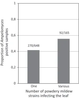 Fig. 2 Relationship between the powdery mildew genetic diversity (one vs. multiple strains) and the probability of  infec-tion by Ampelomyces at the leaf level.