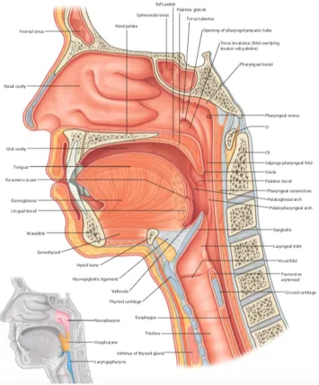 Figure 1. Sagittal section - Anatomy of head and neck 