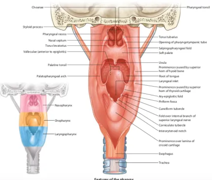 Figure 2 Coronal section - Anatomy of pharynx 