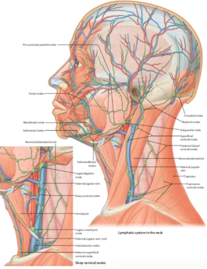 Figure 3 Lymphatics of neck 