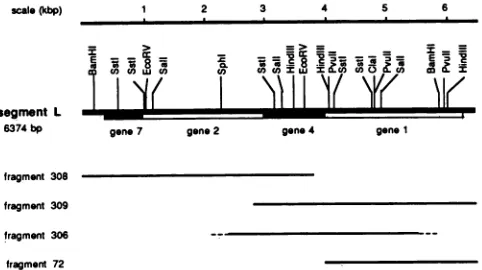 FIG.1.cDNAdirectiondeterminationSitesKbp, Restriction map of the entire large genomic segment