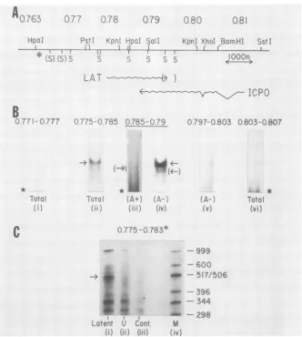 FIG.1.EcoRI-Hinfl-digestedforrestrictionapproximatethetheSmaI;autoradiographsinand(C)KpnIwithuninfected-cellsensory the Precise location of the LAT transcript on the prototypical arrangement of the HSV-1 strain KOS(M) genome