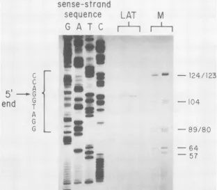 FIG. 4.ofthewasinfectedprimershowntoused a the Primer extension localization of the 5' end of the HSV-1 LAT