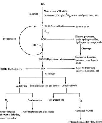 Figure 1. Steps of autoxidation: initiation, propagation, and termination  
