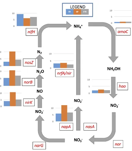Figure 3: Nitrogen metabolic pathways of denitrification and nitrogen fixation expressed within the 3 sample locations