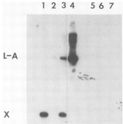 Fig. 2.(data All clones gave the same result as in lane 3, Fig. 2 not shown). Thus, X and L-A are stably maintainedtogether.