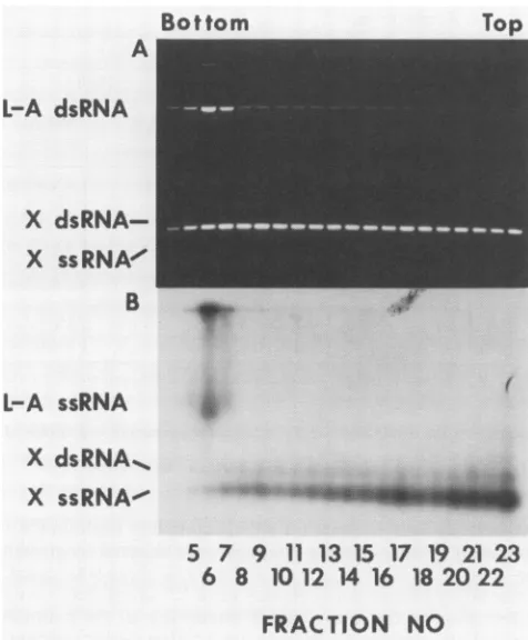 Fig. 3wasparticles (five peaks can be seen in the figure, and a sixth peak present in fraction 26 [not shown])