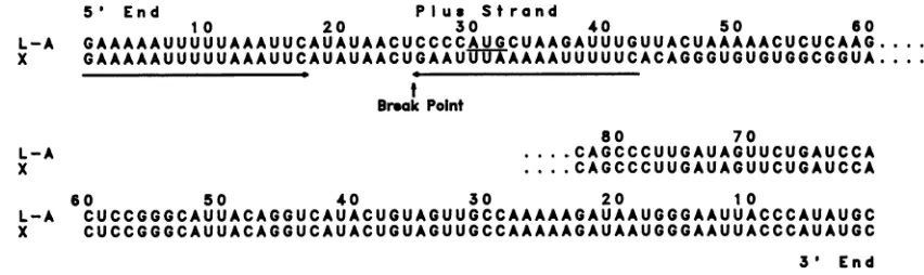 FIG. 7.byendinvertedsequence Comparison of the 5'- and 3'-end sequences of L-A and X positive strands