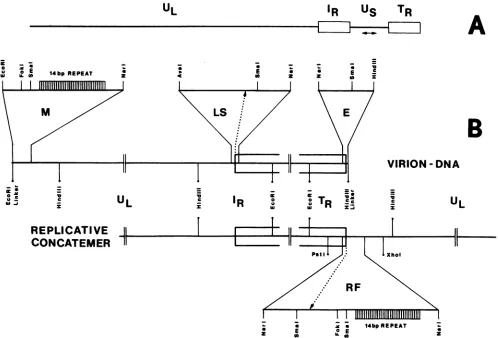 FIG.1.genomicandterminalDNAIRS(A)moleculerestriction Genome arrangement of BHV-1 and cloning strategy for the left-hand (M-series plasmids) and right-hand (E-series plasmids) termini, the internal junction UL-IR (LS-series plasmids), and the fusion of the 
