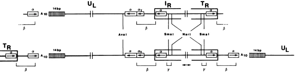 FIG. 6.endtworelativepointFig.Fig.Notepresent Nucleotide sequence of the junction between the right of UL and IR