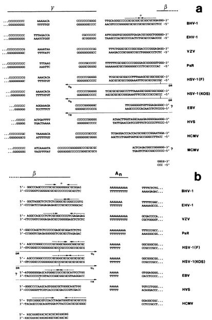 FIG. 9.elementsstudy),Epstein-barr Nucleotide sequence comparison. The following are compared: the right (a) and left (b) natural genomic termini of BHV-1 (this equine herpesvirus 1 (EHV-1) (Chowdhury and Hammerschmidt, in preparation), PsR (15), VZV (6), 