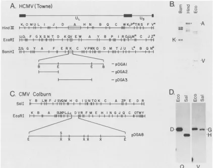 FIG.1.EcoRIformamideAbbreviations:indicatingDNA.withhere.indicated.hybridization(A)MaterialsSCMV(Colburn)Kshowing fragment HCMV sequences which cross-hybridize with the HSV-1 ICP8 gene and corresponding sequences in the SCMV(Colburn) genome