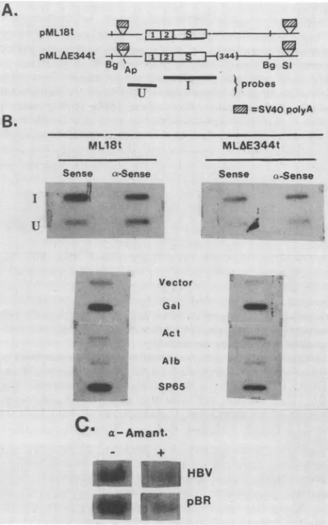 FIG. 4.gene.control.encodingpML18tflankedmethodthedouble-strandedtoofHBsAgcellsDNAa-amanitinS1,stranded film