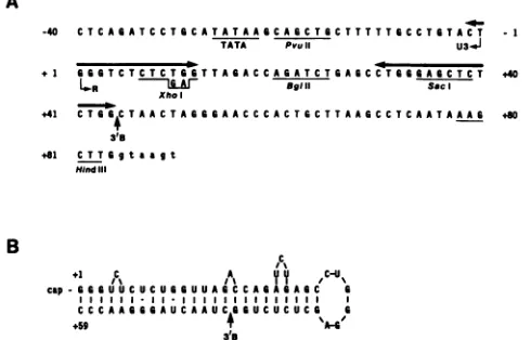 FIG.1.isratherotherpBC12/HIV/IL-2.RatnerenzymaticpD+45/+77procedureoligonucleotide-directedboxrelevant(3'B)has3'B,structurestructurestrainsequence discussed Sequence of the HIV-I LTR TAR region included in (A) A partial sequence of the LTR of the HXB3 of H