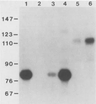 TABLE 2. Effect of HIV-I LTR mutations on indicatorgene mRNA and protein levels