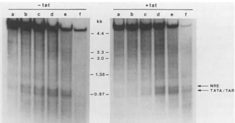 FIG. 4.tothelocatedvectorcreasenegativepositionLTR.pBC12/HIV/IL-2128, HIV-I DNase I-hypersensitive chromatin sites in the HIV-I The autoradiograph visualizes DNase I-hypersensitive sites within the HIV-1 LTRin COScells transfected with with (+tat) and with