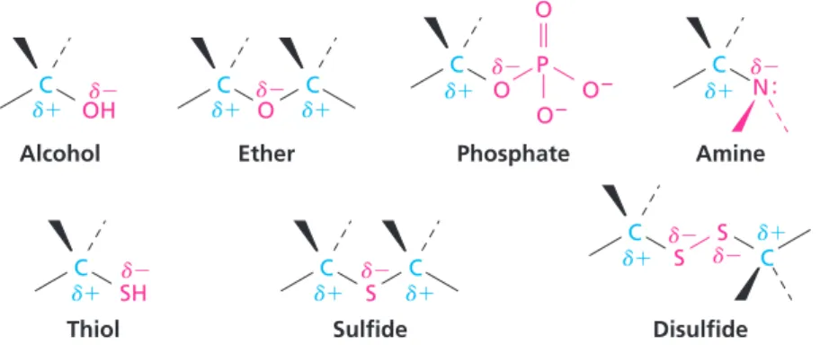FIGURE 1.1 Polarity patterns of some common functional groups. The electronegative atom bears a partial negative charge (d2), and the carbon atom bears a partial positive charge (d1).