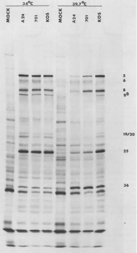 FIG._Wfromof34indicatesulfate-polyacrylamide 20 or cells 5 PFU 39.7°C to 2. at infected-cellu-| Polypeptide profile of ts701