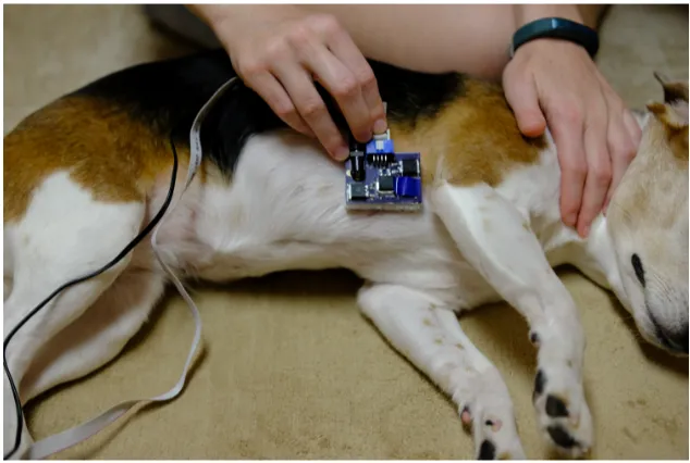 Figure 2.4 Placement of PPG probe on dog