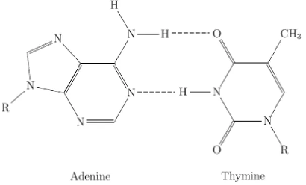 Figure 1.1: The adenine and thymine base pair hydrogen bonded together. The moleculesconnect to the phosphate-deoxyribose backbone at the R group as can be seen in the ﬁgure.