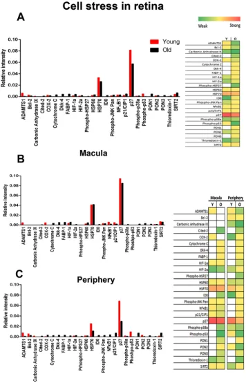 Figure 1. Stress markers in primate retina. (A) Primate proteome cell stress array from young and old primates for total retina with heat map representation to the right