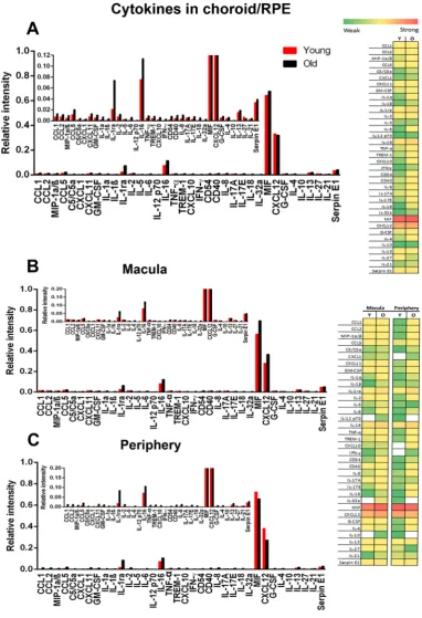 Figure 3. Cytokine expression in primate choroid/RPE. (A) Cytokine expression in primate RPE/choroid complex in young and old animals