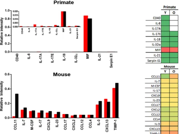 Figure 4. Expression of retinal cytokines in primate and mouse. (A) Those common in both primate and mouse