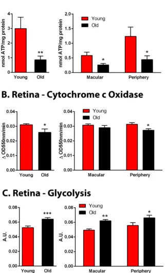 Figure 5. Age related changes in primate retinal metabolism. (A) Retinal ATP was measured in whole retinae and from both macular and periphery in young and old primates with data normalised for protein content