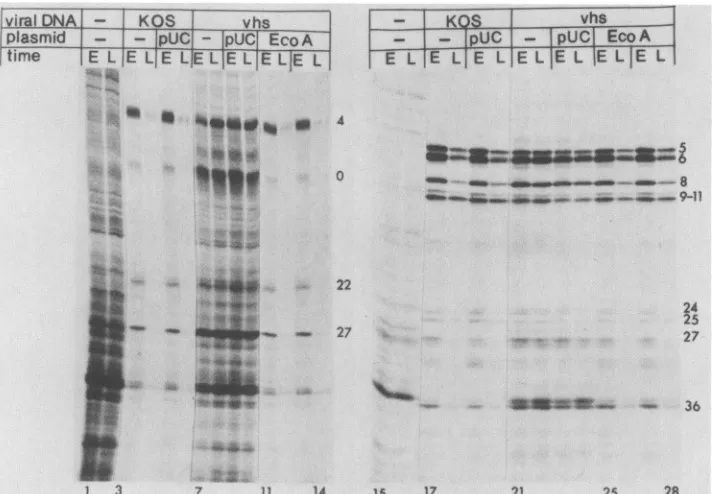 FIG. 3.plasmidTheactinomycin(lanesandD as EcoRI-A contains the function which destabilizes the a, ,, and y mRNAs