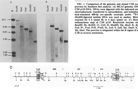 FIG. 1.BamHI;HindIII-digestedendonucleaseelectrophoresed,exposedPstI;nick-translatedXh,provirusC3HLTR Comparison of the genomic and cloned C3H ecotropic by Southern blot analysis