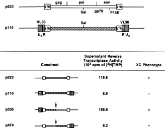 FIG. 2.asthe30-mintransfectedtionspreviously well Infectivity of endogenous ecotropic proviral clones AKR p623, C3H p110, and constructs p335 and p474