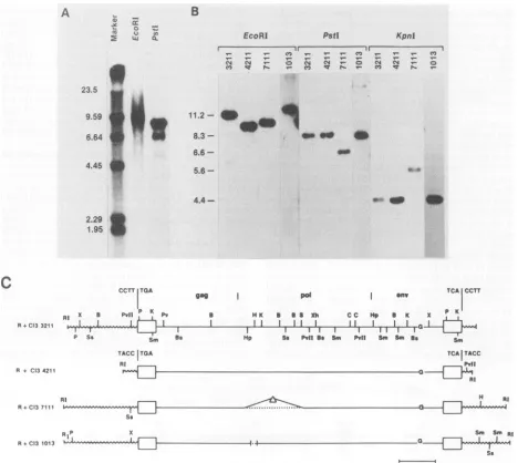 FIG. 3.R+Cl3digestedecotropicHindlll;directC13211, Comparative Southern blot analysis of proviruses in NIH R+Cl3 cellular DNA and C3H ecotropic proviruses isolated form NIH cells