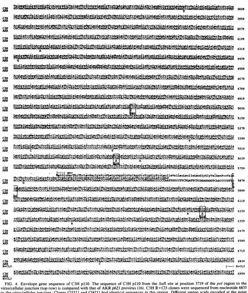 FIG. 4.tovirus/cellularmutations the Envelope gene sequence of C3H p110. The sequence of C3H pllO from the Sall site at position 3719 of the pol region to the junction (top row) is compared with that of AKR p623 provirus (16)