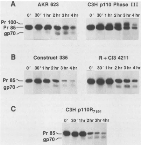 TABLE 2. Comparison of infectivity of C3H p110-R7191and R+Cl3 4211 provirusesa