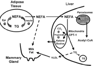 Figure 1. Fates of mobilized fat from adipose tissue in the lactating dairy cow. Adapted from  Drackley (1999) 