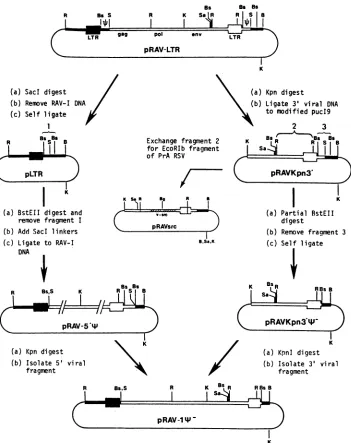 FIG. 2.codingpRAV-li-PBS,pRAV-LTR= Diagram representing5' regions of pRAV-LTR and proviruses: AEV10 DNA (_), RAV-1 DNA (miand !)