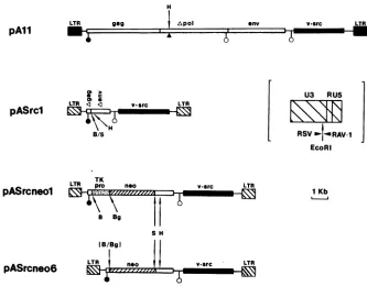 FIG. 3.geneRSV(0)Agag, Replication-defective v-src expression vectors. pAll is a pol- B77 RSV; pASrcl and pASrcneol are derived from RAV-1 and PrA DNA and have chimeric LTRs (inset contains the LTRs of pASrcl and pASrcneol, showing boundaries of RSV and RA