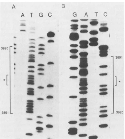 FIG.1.theligatedintransfectedHausen) the Construction of hybrid clones pl6E5sfl and p16E5sfll