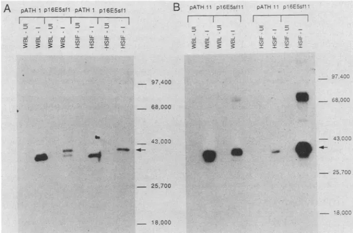 FIG. 3.frameofreading an The E5 ORF (3863 to 4096) described by Seedorf et al. (23) is shown below, as is the amino acid sequence it predicts