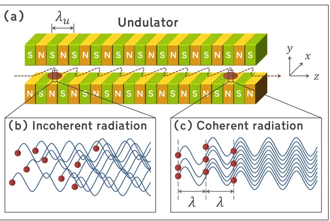 Figure 3. Working principle of a free-electron laser. (a) The electron bunch oscillatestransversely and radiate, as it propagates down the undulator.section of the undulator, the electrons are randomly phased within the bunch, andthe radiation is largely i